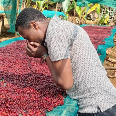 Coffee harvest